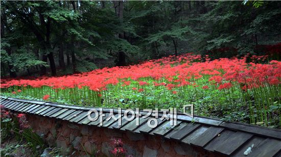 [포토]꽃무릇 보면서 가을 만끽하세요