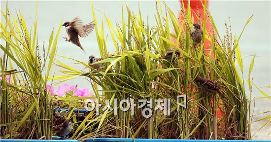 [포토]참새들의 먹이 사냥
