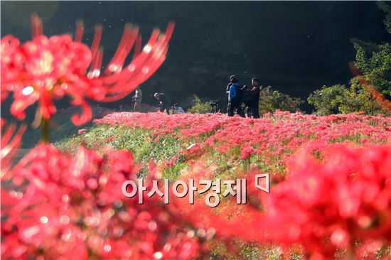 [포토]꽃무릇을 보면서 초가을 만끽하는 관광객들