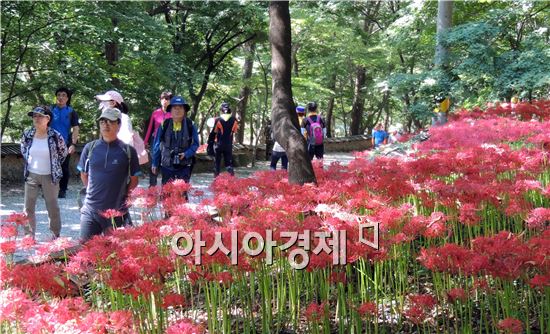 [포토]관광객들 북적되는 함평 용천사 꽃무릇 인파