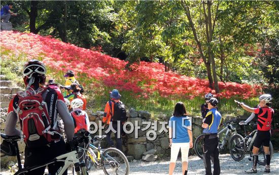 [포토]꽃무릇보면서 초가을 정취 만끽하는 관광객들