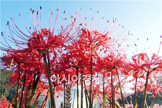 전형적인 초가을 날씨가 이어진 가운데 휴일인 21일 수 많은 관광객들이 전남 함평군 해보면 용천사에 붉디 붉은 꽃무릇을 보면서 초가을 정취를 만끽하고 있다. 만개한 붉디 붉은 꽃무릇이 파란하늘과 조화를 이루면서 한 폭의 그림을 연상케 하고 있다. 

국내 3대 꽃무릇 군락지 중 하나인 함평군 해보면 용천사 인근에서 2014 꽃무릇큰잔치가 20일부터 21일까지 이틀간 열렸다. 

해보면꽃무릇큰잔치추진위원회(위원장 이성춘)의 주관으로 드넓은 꽃 무릇 군락을 배경으로 펼쳐지는 이번 꽃무릇 큰잔치는  20일 기념식과 함께 제23회 면민의 날 행사를 개최했다. 