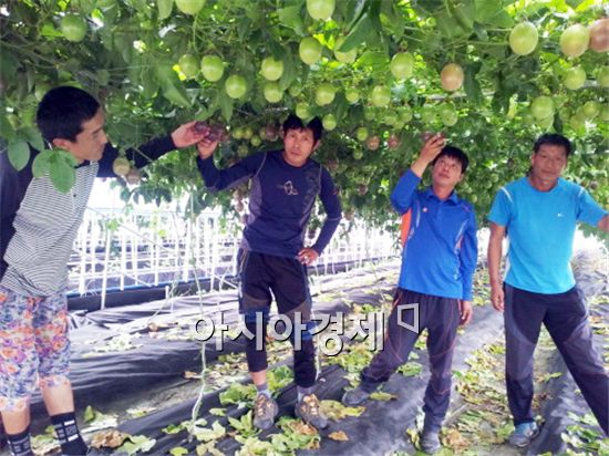 아열대 작물 백향과 재배를 하고 있는 농민들이 과일을 살펴보고있다.