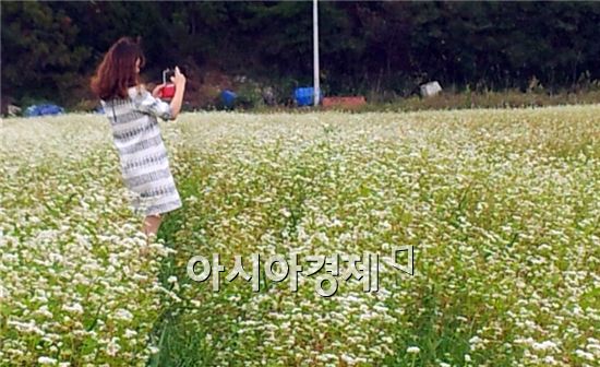 순천만 남도삼백리 메밀꽃 체험행사 개최