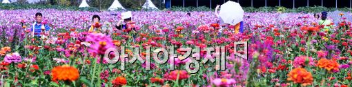 [포토]가을 맞이 꽃길 걷는 시민들