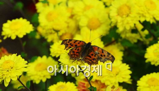 [포토]가을 국화 찾은 나비