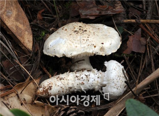 전남서 국내 버섯 미기록 3종 발견 학계 관심