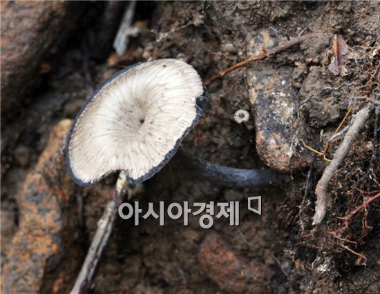 희귀종 회색꾀꼬리버섯