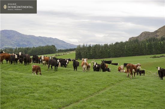 그랜드 인터컨티넨탈, '뉴질랜드 자연이 키운 소고기 코스 메뉴' 출시 