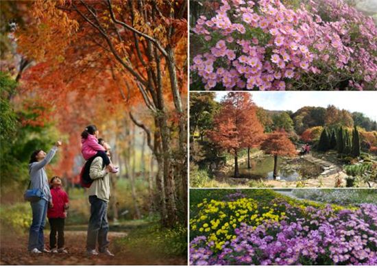 경기도 용인 한택식물원이 10월3일부터 들국화 단풍 가을축제를 개최한다.