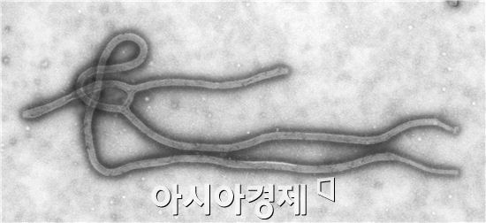 에볼라 바이러스 [사진=위키피디아]