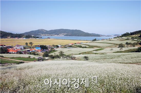 메밀꽃이 만개한 장흥 선학동 마을