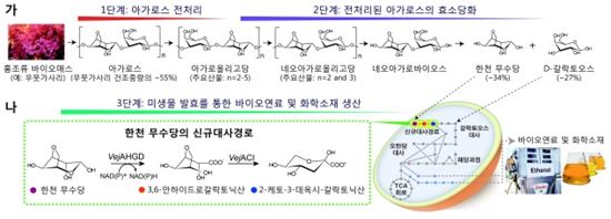 ▲홍조류 바이오매스로부터 바이오연료와 화학소재 생산이 가능해졌다.[사진제공=미래부]
