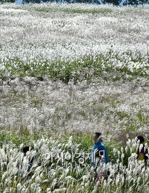 [포토]'억새밭 사이로'