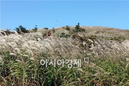 [포토]장흥 천관산 은빛 억새 장관 