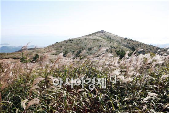 [포토]장흥 천관산 은빛 억새 장관 