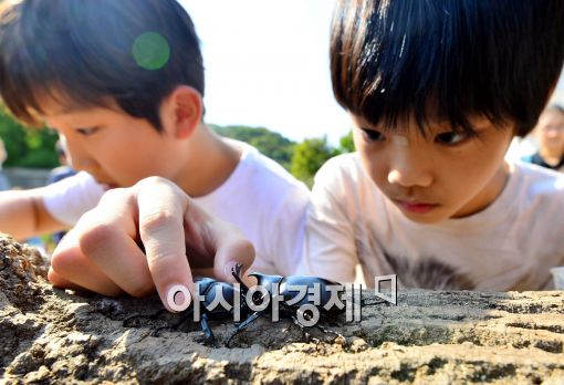 [포토]신기한 장수풍뎅이