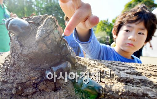 [포토]직접 만져보는 장수풍뎅이