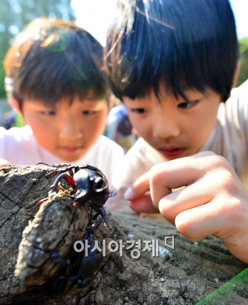 [포토]'장수풍뎅이 신기해요~'