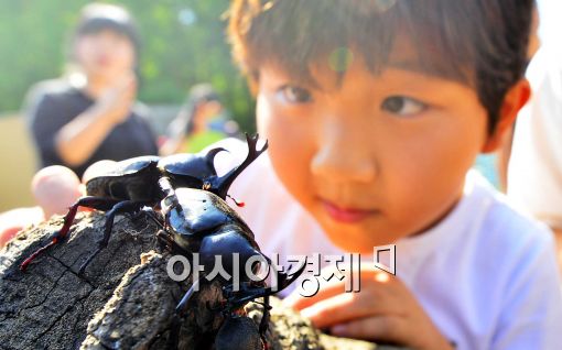 [포토]서울대공원 '제1회 한국곤충올림픽' 개최, 신기한 장수풍뎅이