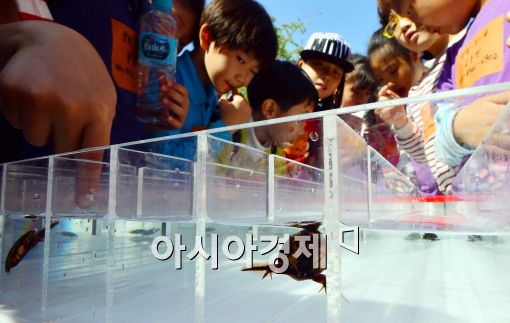 [포토]곤충올림픽대회 물방개 레이싱