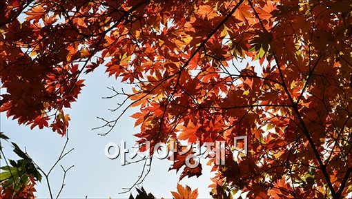 [포토]가을 햇살에 반짝이는 가을 단풍