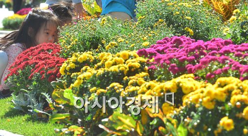 [포토]가을 국화 향기에 빠져 