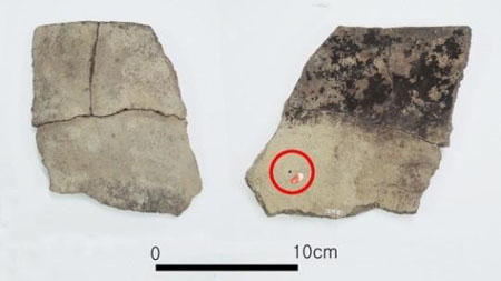 가장 오래된 팥 흔적 [사진=문화재청 제공]