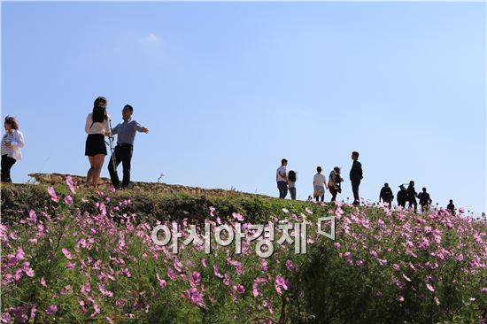 코스모스가 핀 길을따라 청산도 슬로길을 걷고 있는 관광객들