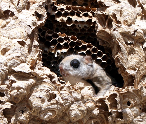 하늘다람쥐(사진=국립공원관리공단 제공)