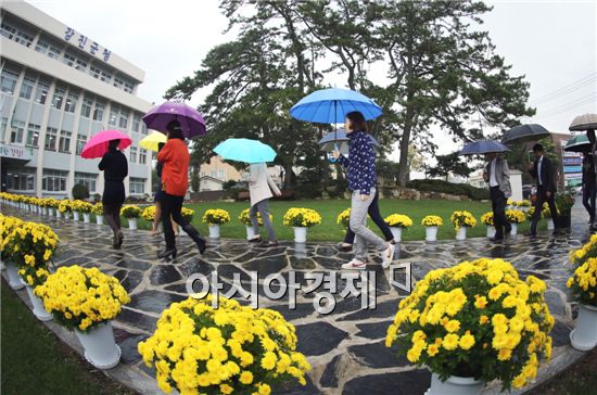 가을비가 내린 20일 전남 강진군청 광장에 샛노란 국화꽃 사이로 알록달록한  우산행렬이 어우러져 가을정취를 물씬 풍겨주고 있다. 사진제공=강진군

