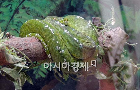 초록비단뱀