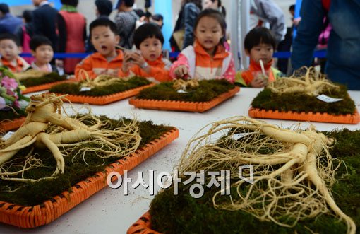[포토]최고의 인삼을 찾아라 