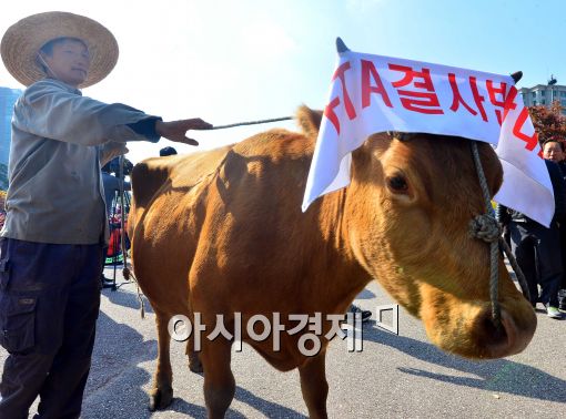 [포토]띠 두른 소, '영연방 FTA 국회비준 반대'