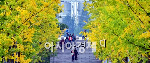 [포토]노란 단풍