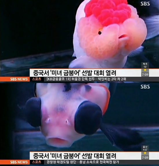 중국 미녀 금붕어 선발대회 [사진=SBS 뉴스 캡쳐]