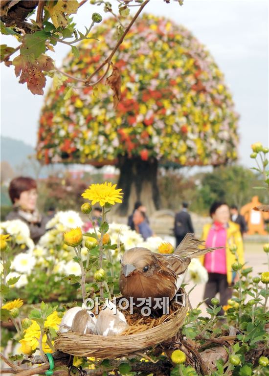 [포토]함평국향대전, 국화꽃에 앉아있는 참새가족