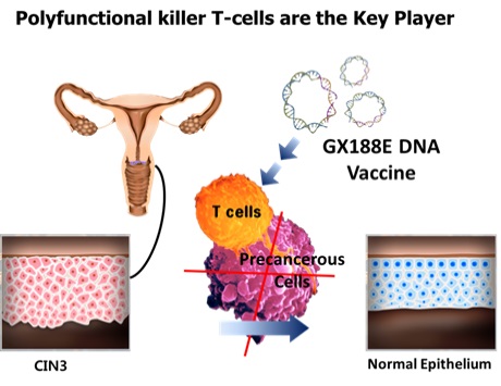 ▲백신(GX-188E DNA)을 어깨에 주사하면 HPV에 특이적인 킬러 T 세포를 만들어 내고 T 세포는 감염된 부위로 이동해 감염된 세포만을 죽인다.[사진제공=미래부]