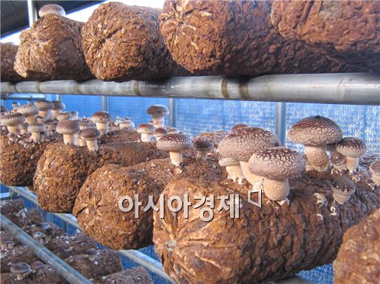 광양백운표고버섯, 새로운 산림소득작목으로 급부상 
