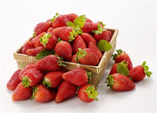롯데마트, 올해 첫 수확한 '햇 딸기' 판매