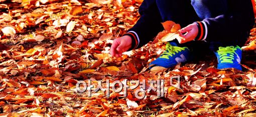 [포토]낙엽을 주우며....