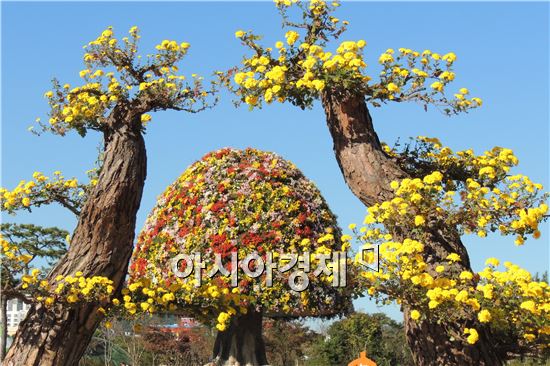 청명한 가을 하늘이 이어진 가운데 4일 전남 함평군 함평읍 함평엑스포공원 ‘2014 대한민국 국향대전’ 축제장에 국화꽃이 만개해 장관을 이루고 있다. 이날 전국에서 수많은 관광객들이 몰려 들어  그윽한 국화향기를 맡으면서 깊어가는 가을을 만끽했다. 



‘국화향기 그윽한 풍요로운 함평천지!’를 주제로 열리는 이번 국향대전은 오는 11월9일까지 관광객 동선 주요 길목에 대형 국화작품과 기획 작품을 배치한 야외 전시, 수준 높은 국화 분재 작품을 관람할 수 있다.