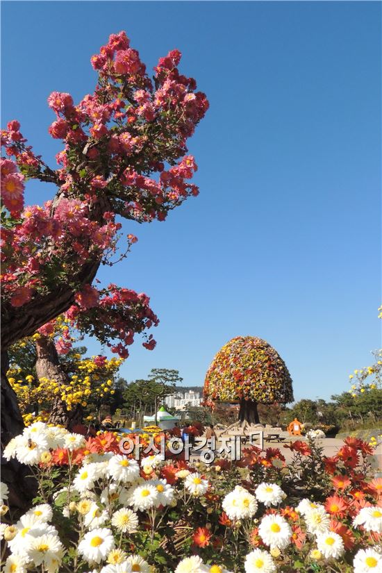 [포토]만개한 소나무 국화분재와 청명한 가을하늘