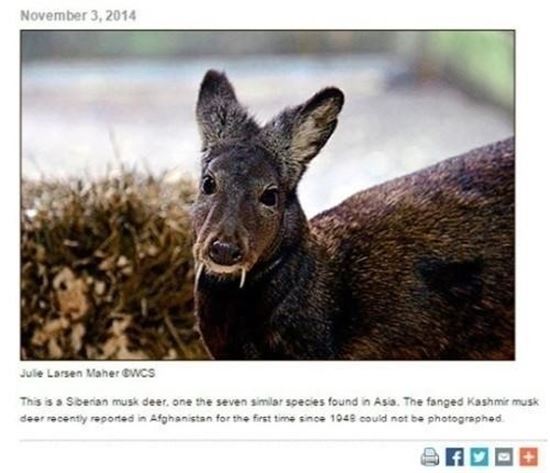 '뱀파이어 노루', 60년만의 발견…무시무시한 10㎝ 송곳니 용도는?