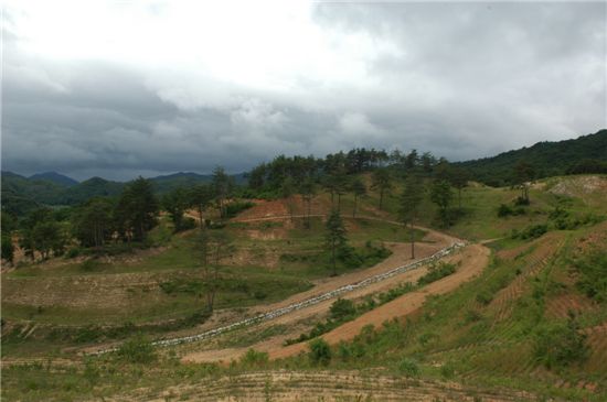 산림지 복원작업 이후 강원도 고성군 현내면 배봉리지역 모습.