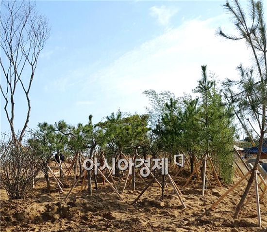 함평군 한옥마을에 세한삼우(歲寒三友)를 수놓다