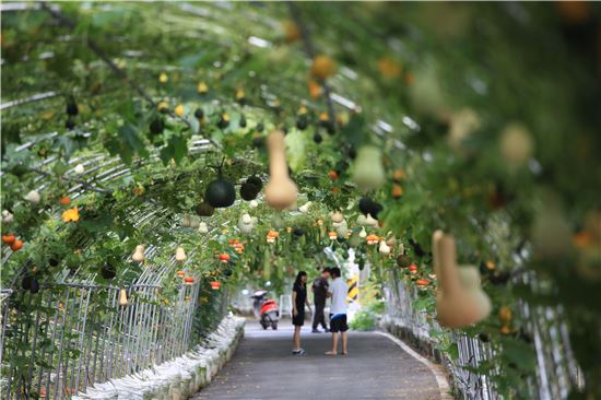 ▲충남 청양 알프스마을 조롱박 축제(자료:농어촌공사)