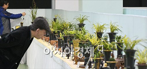 [포토]한국춘란 전국대회