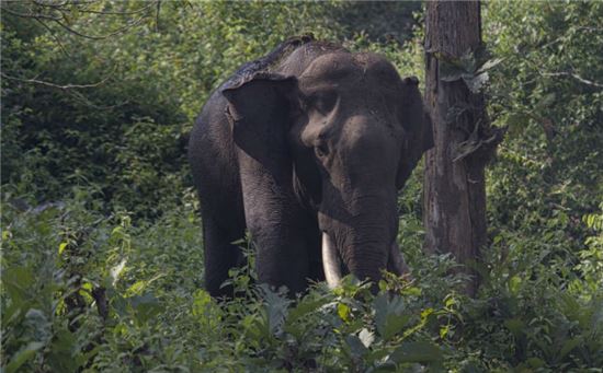 ▲코끼리가 사라지면 열대우림의 나무 성장에도 큰 영향을 끼치는 것으로 나타났다.[사진제공=사이언스]
