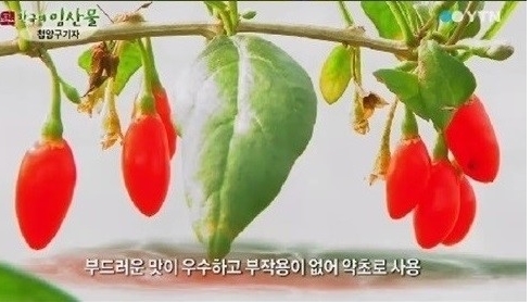 구기자[사진=YTN 방송 캡처]